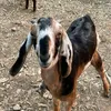 burgers_9876
