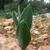 muhsinmahmood2