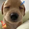 nitale_17