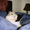 fidjerk