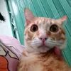 phambichly25