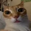 dr_creator_