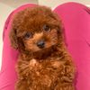 belladubaipoddle