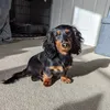 arthiedachshund