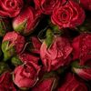 roses2596