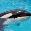 united4lolita