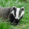 honeybadgerdontcare01