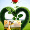 rajeh_35