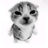 caarls.c