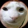 gatobebetón