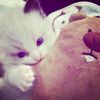 beriecheezz