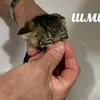 iznikkidoffovv