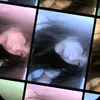 _elmmchau17