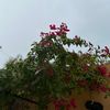 omtalal54