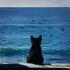 lolovop