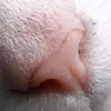 raphus_