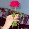nadabouhou