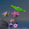 wasifraza050