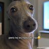 el_meropollo.dorado