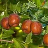 sidraalternativemedicin0
