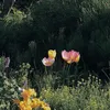 fairyssound_