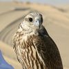 راكان الدوسري
