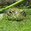 elpipppe