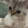 seabasstrippycat