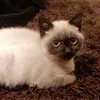 simbachocolatecat