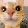 laylagotscared