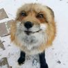 arifox22real