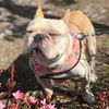 crafty_frenchie