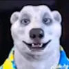 ajaranko