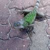 iguanajoeakadebbie