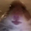 liglowbree