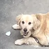 smoothsaka