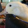 pequebolaypanchito