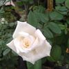lianita_69