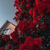 laal_aa