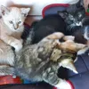 michis_peluditos