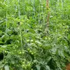 allenthegoodfarmer