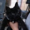 salem_cat_gamer