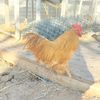 thickhickchick