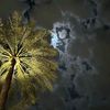 princr_209
