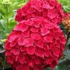 hortensia109