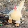 chicke.lover