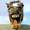 ahwhollander