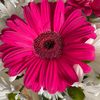 christine_2023_