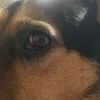 duke_the_dog313