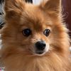 sophiethepom